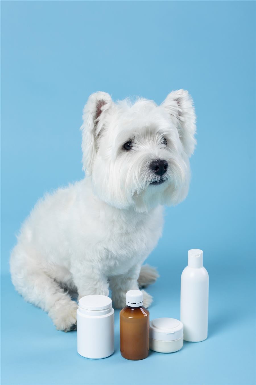 Cățeluș la cabinetul veterinar Carisa Vet Medical